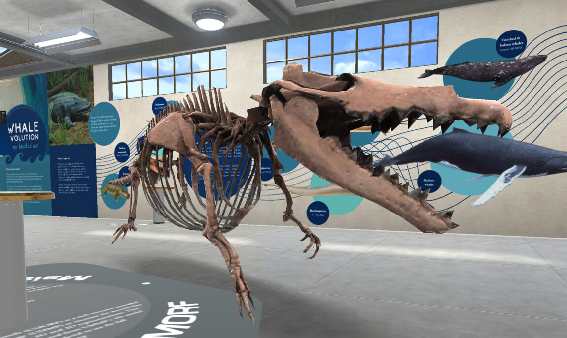 The U-M Museum of Natural History’s new virtual exhibit, “Whale Evolution: From Land to Sea,” features a digitized 3-D model of a Maiacetus skeleton, one of the best-preserved early whale fossils ever found. Photo courtesy of Saganworks
