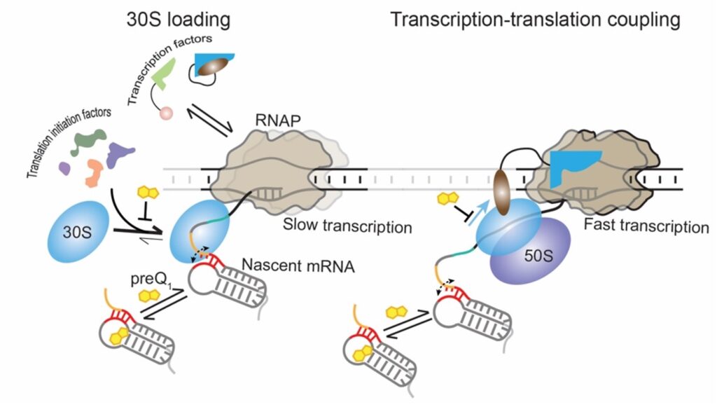 The 30S subunit of the ribosome can dynamically bind to the nascent mRNA as soon as its binding site emerges from the RNAP. Transcription factors and translation initiation factors assist in the initial binding and retention of the 30S subunit on the mRNA, resulting in the stabilization of an early initiation complex. During translation, the ribosome can follow the leading RNAP, establishing transcription-translation coupling and maintaining optimal transcription speed. In the presence of the ligand preQ1, transcription-translation coupling is disrupted, surprisingly leading to slow transcription. Image credit: The Walter Lab