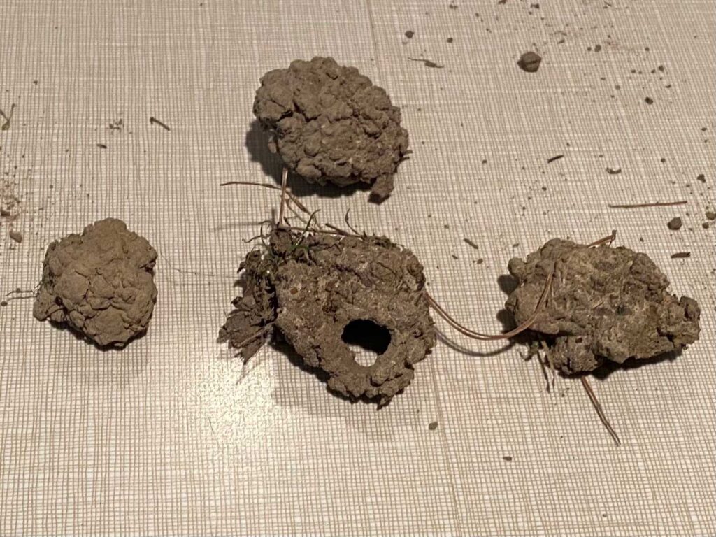 Mounds of soil called turrets that indicate the emergence of Brood X 17-year periodical cicadas has begun in southeast Michigan
