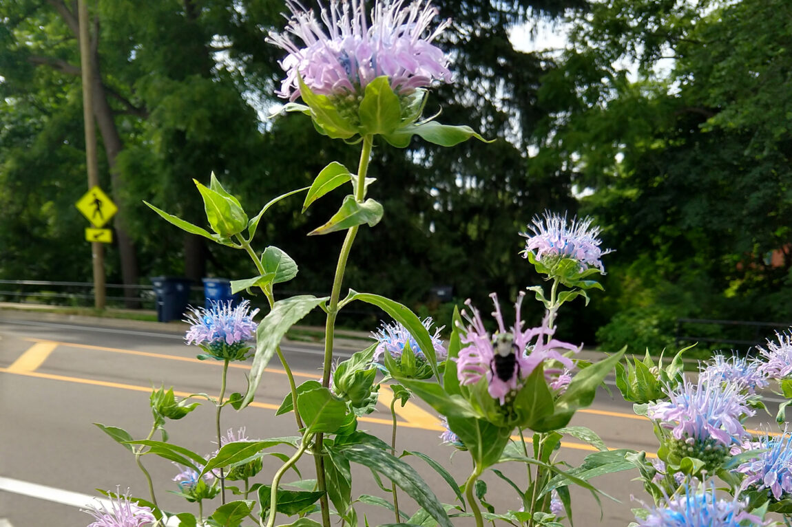 Photo of a bumblebee visiting a wild bergamot.