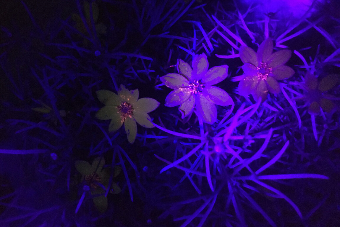 Photo of a threadleaf coreopsis plant photographed under a black light to show ultraviolet-fluorescent pigment.