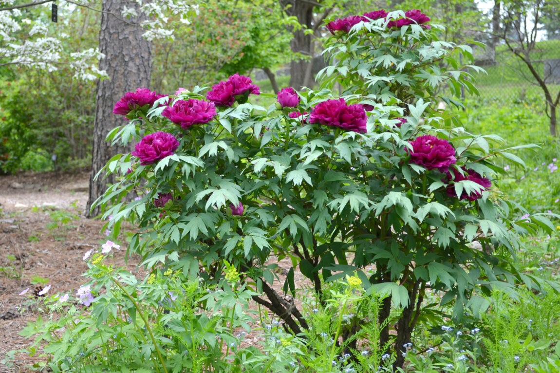 Tree peonies have woody stems and usually bloom two to three weeks before the herbaceous peonies, extending the bloom season of the peony garden significantly. (Photo by Michele Yanga)