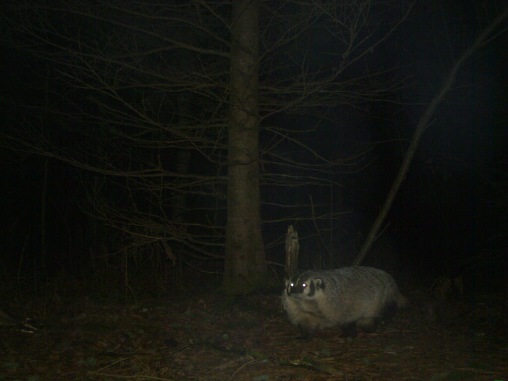 A nighttime photo of a badger at the University of Michigan Biological Station, near Pellston at the northern tip of the Lower Peninsula. Though badgers are mustelids, their striking facial pattern and distinctive body shape helped volunteers distinguish them from other members of the family. Photo credit: University of Michigan Applied Wildlife Ecology Lab.