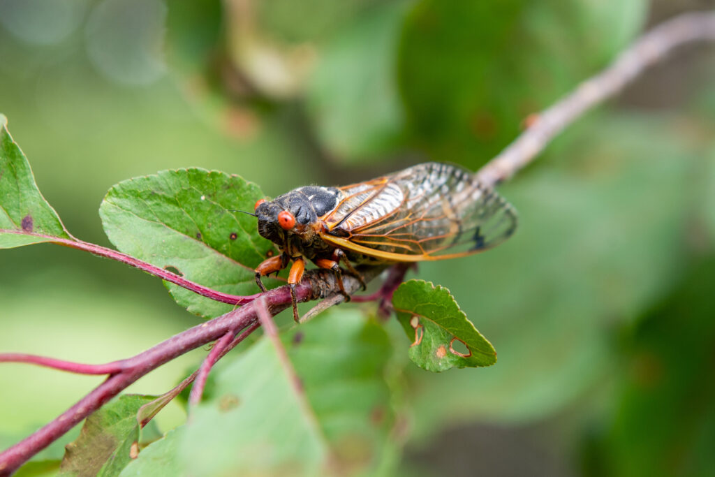 An adult Brood X periodical cicada emerges in the Ann Arbor area after spending 17 years developing underground. This cicada was photographed May 25 at the Ann Arbor-area home of U-M entomologist Thomas Moore. (Daryl Marshke, Michigan Photography)