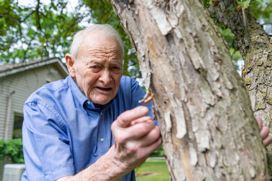 U-M entomologist and professor emeritus Thomas Moore examines a papery brown shell left behind after a juvenile periodical cicada shed its exoskeleton and emerged as an adult. (Daryl Marshke, Michigan Photography)