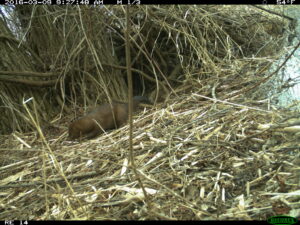 A mink at Shiawassee National Wildlife Refuge in Saginaw County, in Michigan's Lower Peninsula. Minks are members of the mustelid family of fur-bearing carnivores. In the University of Michigan wildlife study, volunteers had trouble telling apart various mustelids, which also include the fisher, the American marten and weasels. Image credit: University of Michigan Applied Wildlife Ecology Lab.