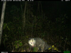 An opossum illuminated by the camera flash in a nighttime photograph at the Shiawassee National Wildlife Refuge in Saginaw County. University of Michigan researchers deployed 273 motion-triggered cameras at three Michigan study areas to photograph the state's mammals, with a special focus on carnivores and their prey. Image credit: University of Michigan Applied Wildlife Ecology Lab.