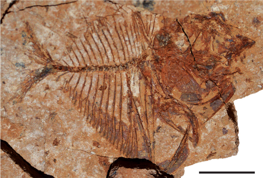 The moonfish Mene, which is still alive today in the Indian and Pacific oceans, is a common fossil at Ras Gharib A. Scalebar equals 10 mm. From El-Sayed et al. in Geology, 2021.
