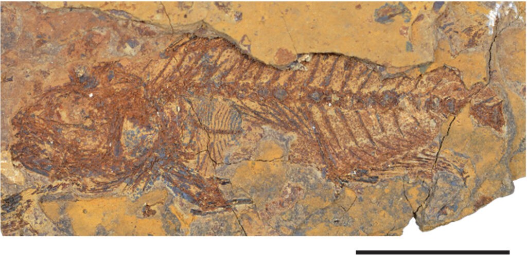 Rock fossil of a fish.
