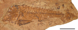 Fish fossil in a rock layer