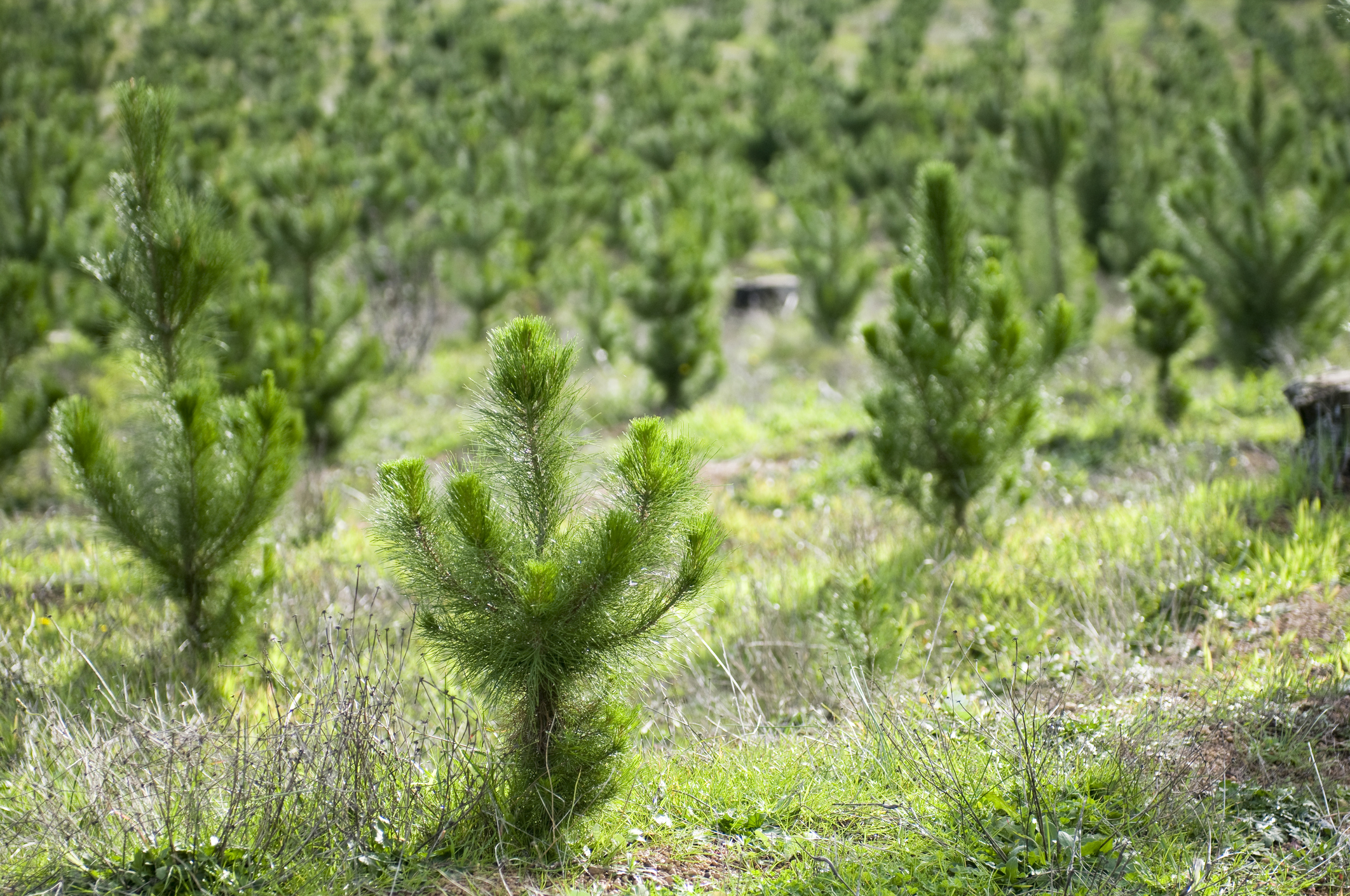 Rows of recently planted young pine trees. Image credit: iStock