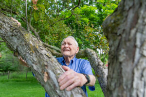 University of Michigan entomologist and professor emeritus Thomas Moore looks for the papery brown shells left behind after juvenile periodical cicadas shed their exoskeleton and emerge as adults. The photo was taken May 25 at Moore's Ann Arbor-area home. Image credit: Daryl Marshke, University of Michigan Photography.