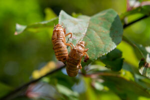 Two papery brown shells left behind after juvenile periodical cicadas shed their exoskeletons and emerged as adults. The photo was taken May 25 at Moore's Ann Arbor-area home. Image credit: Daryl Marshke, University of Michigan Photography.