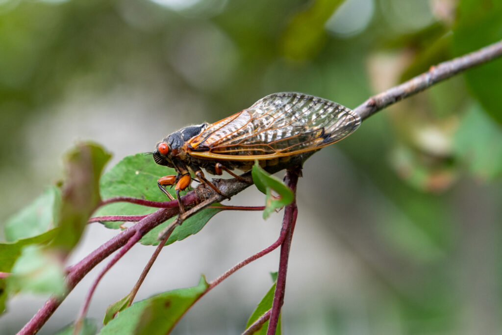 An adult Brood X periodical cicada 