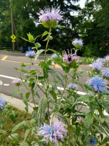 A bumblebee visiting a wild bergamot (Monarda fistulosa), one of two species of insect-pollinated flowering plants used in a University of Michigan study of how roads affect the movement of pollen. Image credit: Chatura Vaidya