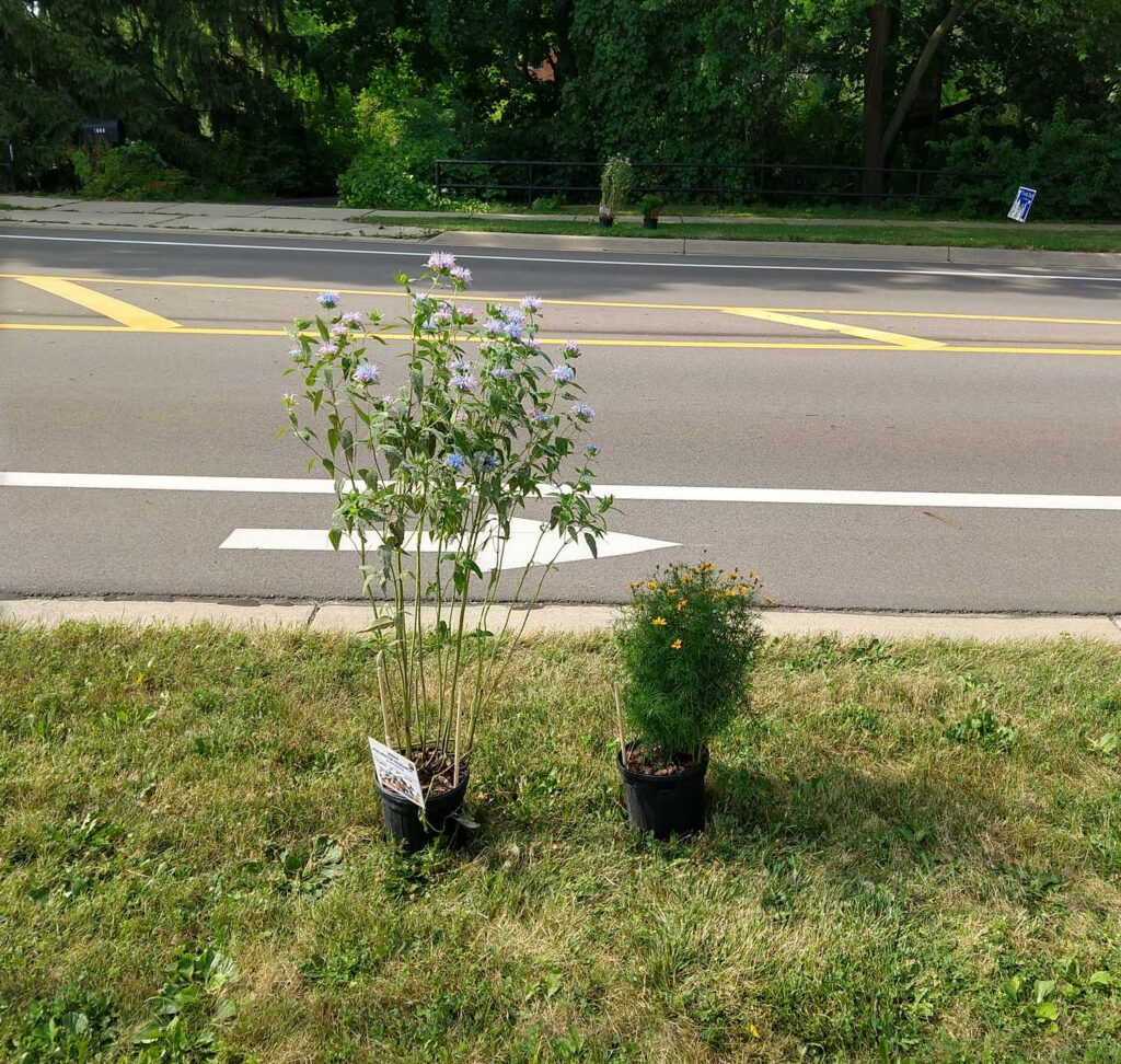 Experimental setup showing both species of flowering plants used in the University of Michigan study of how roads affect the movement of pollen between plants. A wild bergamot (Monarda fistulosa) plant is on the left, and a threadleaf coreopsis plant (Coreopsis verticillata) is on the right. Image credit: Chatura Vaidya