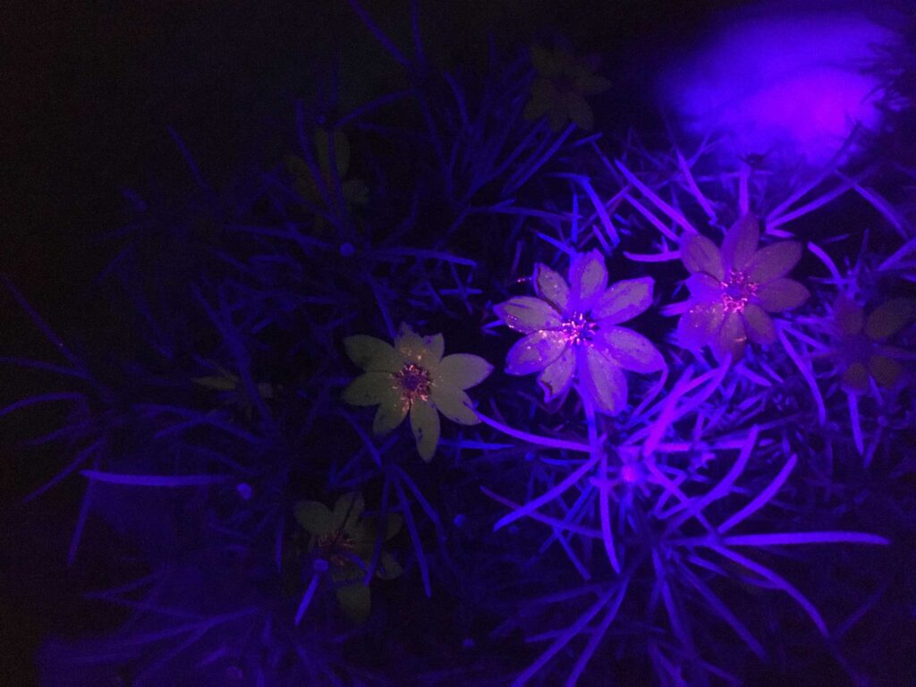 A threadleaf coreopsis plant (Coreopsis verticillata) photographed under a black light to show ultraviolet-fluorescent pigment. The University of Michigan study focused on two species of insect-pollinated flowering plants native to the region, wild bergamot (Monarda fistulosa) and threadleaf coreopsis. Image credit: Gordon Fitch