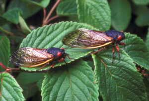 Magicicada cicadas like these will emerge from the ground soon after developing underground for 17 years. Image credit: USDA Agricultural Research Service