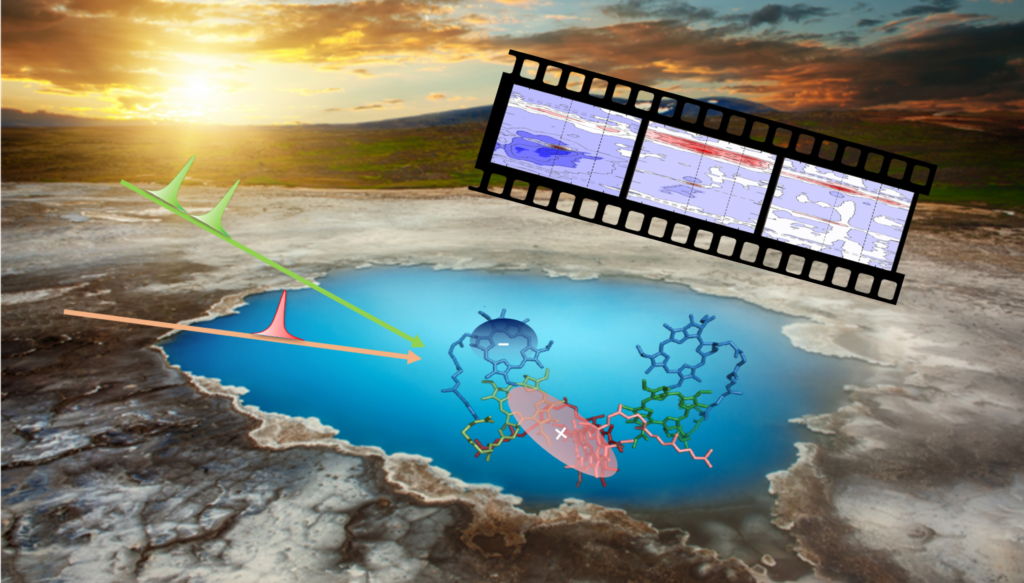 Pictured is a schematic of the charge separation in the heliobacterial reaction center. Image credit: Hoang Nguyen