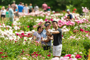 Visitors come from all over Michigan and surrounding states to see the University of Michigan's historic peony garden at Nichols Arboretum. The garden is the largest collection of heirloom peonies in North America. Image credit: Scott Soderberg/Michigan Photography.