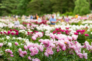 The University of Michigan's peony garden at Nichols Arboretum contains up to 800 plants that produce as many as 10,000 blossoms at peak bloom. Image credit: Scott Soderberg/Michigan Photography.