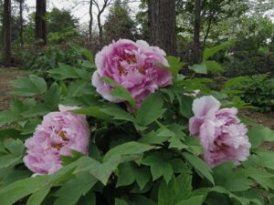 Tree peonies have woody stems and usually bloom two to three weeks before the herbaceous peonies. The flowers’ delicate, papery petals come in a range of colors such as yellow, purple, and apricot. Image credit: Michele Yanga/University of Michigan Matthaei Botanical Gardens and Nichols Arboretum.