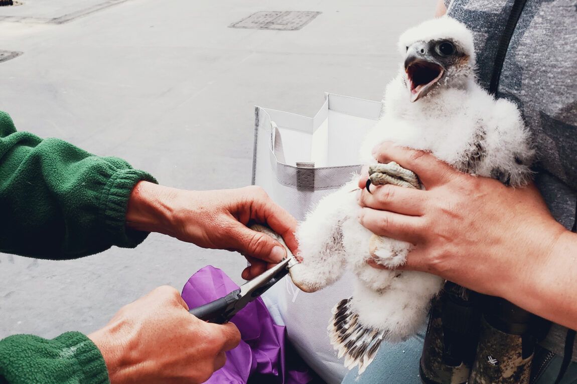 The peregrine falcon chick that recently hatched in a nesting box on the roof of North Quad has a new name: Big Flappo Jr. The chick was banded June 2. (Jody Mathias, Environment, Health & Safety)