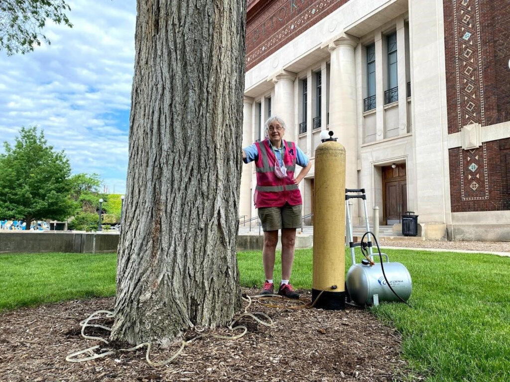 To stave off Dutch elm disease, Forestry Specialist Jane Immonen administers fungicide to a large elm tree near Hill Auditorium. (Rob Doletzky, Grounds Services)
