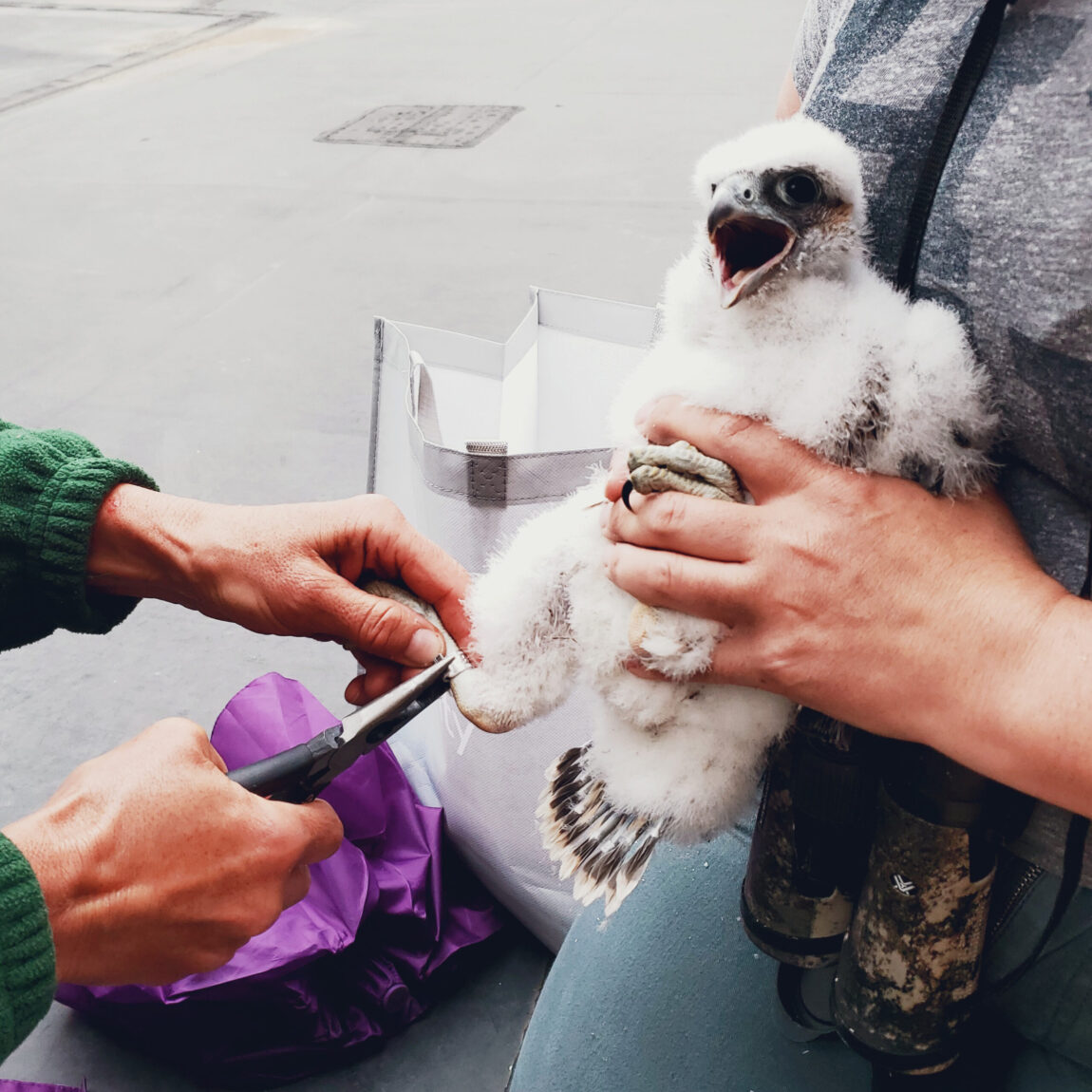 The peregrine falcon chick that recently hatched in a nesting box on the roof of North Quad has a large wingspan to live up to a new name: Big Flappo Jr.