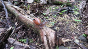 A rosy wolf snail marked and equipped with a Michigan Micro Mote computer system in the Fautaua-Iti Valley site in Tahiti. Image credit: Inhee Lee