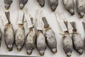 White-throated sparrows from the Field Museum's collections, gathered after crashing into windows in Chicago. Image credit: Roger Hart/University of Michigan Photography.