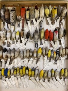 Some of the birds collected at Chicago's McCormick Place that are in the Field Museum collections. Image credit: Field Museum, Ben Marks.