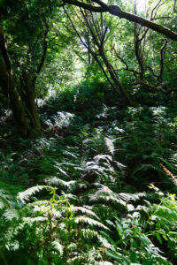 Sunlight shining through trees on Bear Valley Trailhead in Marin County, California