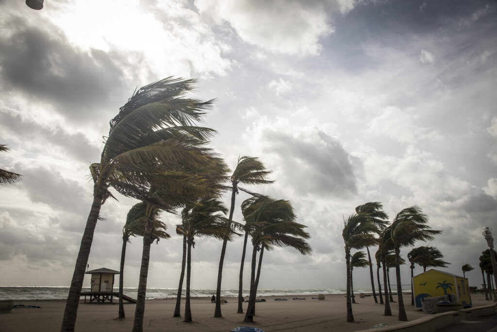 Palm trees blowing before a hurricane. Image credit: iStock