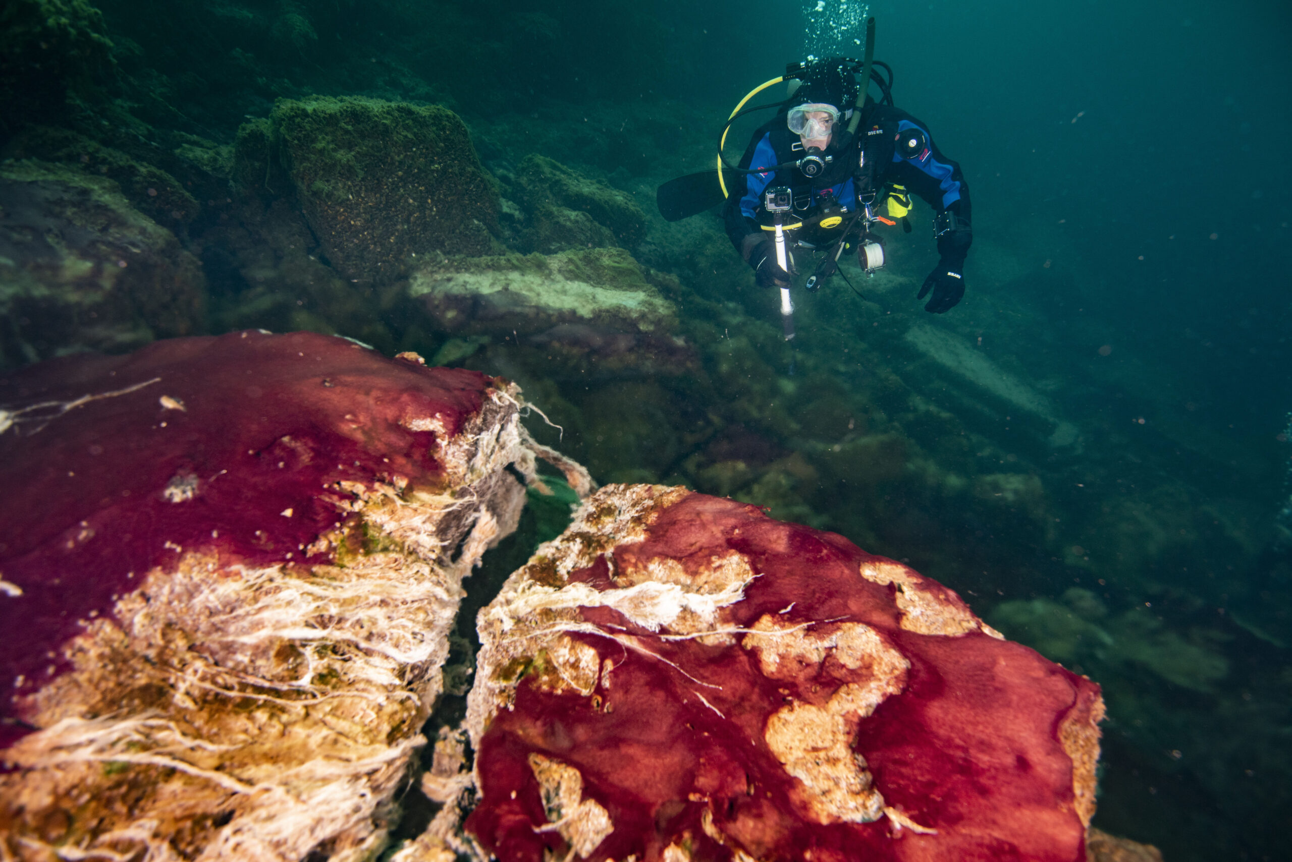 A scuba diver observes the purple, white and green microbes covering rocks in Lake Huron’s Middle Island Sinkhole. Photo credit: Phil Hartmeyer, NOAA Thunder Bay National Marine Sanctuary.