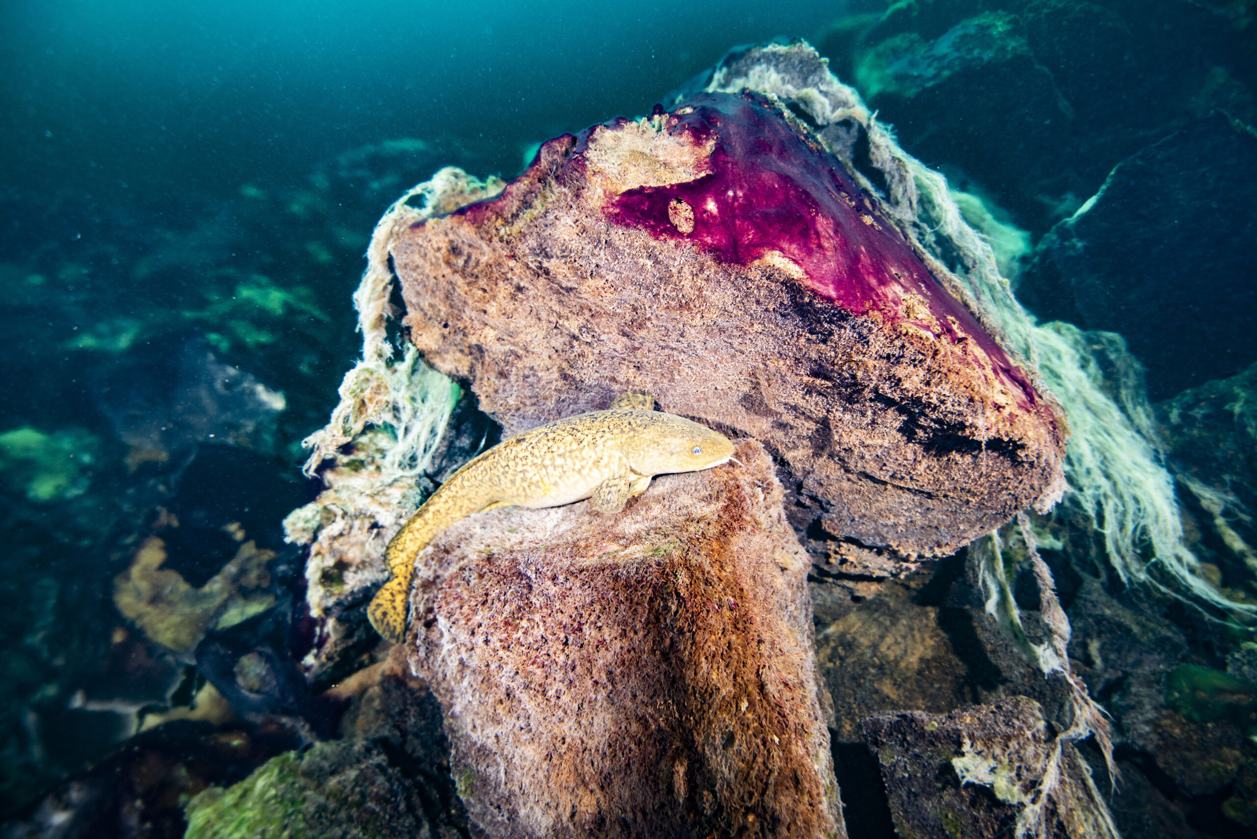 A burbot fish resting on rocks covered in purple and white microbial mats inside the Middle Island Sinkhole in Lake Huron. Photo credit: Phil Hartmeyer, NOAA Thunder Bay National Marine Sanctuary.