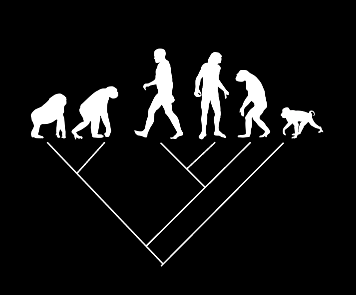 Diagram reflecting the non-linear evolution of groups of organisms. Image credit: Prosanta Chakrabarty/Shutterstock
