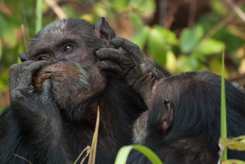 Adult males Tubi and Wilkie groom each other in the Gombe Stream National Park. Image copyright: Ian Gilby, Arizona State University