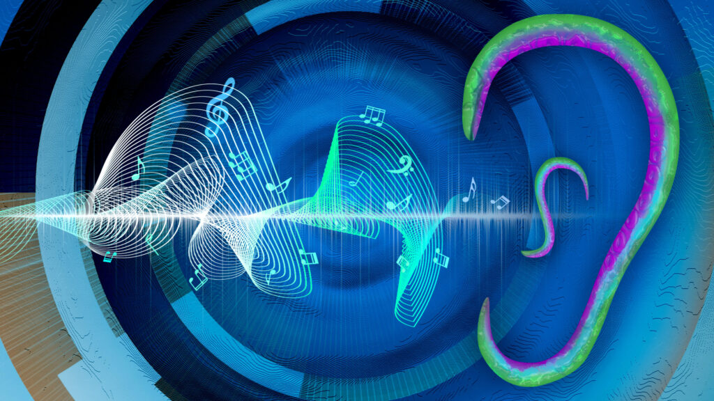 New research from the University of Michigan reveals that the roundworm C. elegans (shown above in the shape of an ear), a common model species used in biological research, can sense and respond to airborne sound waves despite having no ear-like organs. Image credit: Rajani Arora, U-M Life Sciences institute