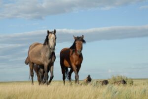 Horses roam the Eurasian steppe. Image credit: A. Senokosov