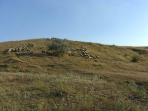 Sheep from a dairy herd graze on the Eurasian steppe. Image credit: Samara Valley Project