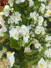 A Bedding Begonia flower.
