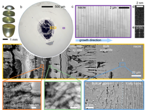 a. A Keshi pearl that has been sliced into pieces for study. b. A magnified cross-section of the pearl shows its transition from its disorderly center to thousands of layers of finely matched nacre. c. A magnification of the nacre layers shows their self-correction—when one layer is thicker, the next is thinner to compensate, and vice-versa. d, e: Atomic scale images of the nacre layers. f, g, h, i: Microscopy images detail the transitions between the pearl’s layers.