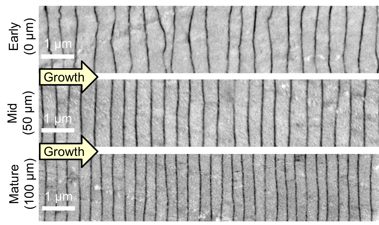 Electron microscopy shows how a pearl’s layers of nacre become more precise as they build outward from the pearl’s center.