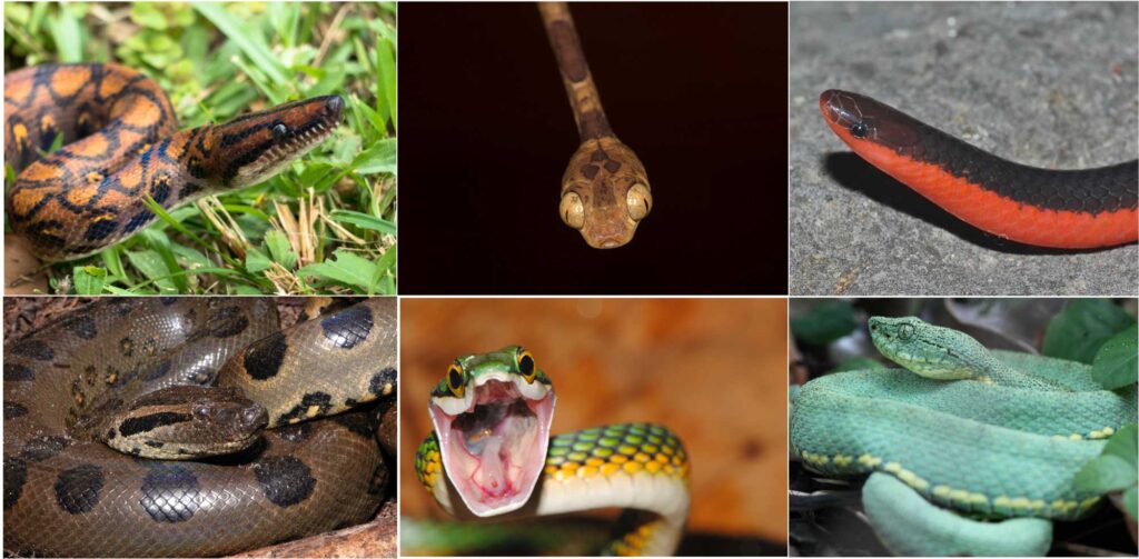 A sampling of snake diversity. Clockwise from upper left: rainbow boa (Epicrates cenchria), image credit Pascal Title, U-M Museum of Zoology; Amazon basin tree snake (Imantodes lentiferus), image credit Pascal Title, U-M Museum of Zoology; western worm snake (Carphophis vermis), image credit Alison Rabosky, U-M Museum of Zoology; two-striped forest pitviper (Bothrops bilineatus), image credit Dan Rabosky, U-M Museum of Zoology; parrot snake (Leptophis ahaetulla), image credit Ivan Prates, U-M Museum of Zoology; and green anaconda (Eunectes murinus), image credit Dan Rabosky, U-M Museum of Zoology. These species show considerable variability in their diets, ranging from generalist predators on vertebrates (rainbow boa, anaconda) to species that specialize on sleeping lizards (tree snake), earthworms (worm snake), and tree frogs (parrot snake).