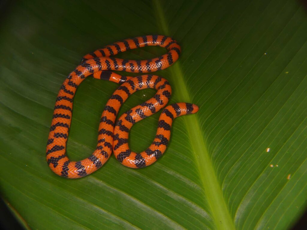 The American pipe snake (Anilius scytale) is harmless but is frequently mistaken for dangerously venomous coral snakes. This species is a specialized predator of elongated vertebrates, such as snakes, legless lizards, and legless amphibians (caecilians). Image credit: Dan Rabosky, University of Michigan Museum of Zoology.