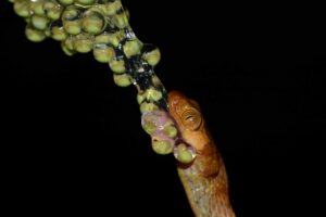 A blunt-headed tree snake (Imantodes inornatus) eating its way through a batch of treefrog eggs. Image credit: John David Curlis, University of Michigan Museum of Zoology.