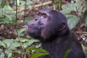 A chimpanzee (Pan troglodytes) in Kibale National Park, Uganda. Evidence from the new study suggests that primates may have maintained a capacity for arboreal habits through the mass extinction 66 million years ago, despite global deforestation. Image credit: Daniel J. Field