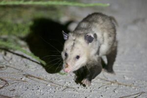 A Virginia opossum (Didelphis virginiana), Croatan National Forest, North Carolina. Opossums are marsupials, one of the groups that may have retained some semi-arboreal characteristics from the time of the K-Pg impact, according to the new study. Marsupials suffered some of the greatest diversity losses and longest recovery times in the wake of the impact 66 million years ago. They were nearly eradicated from North America and today are mainly found in Australia, Tasmania and New Guinea. Image credit: Daniel J. Field