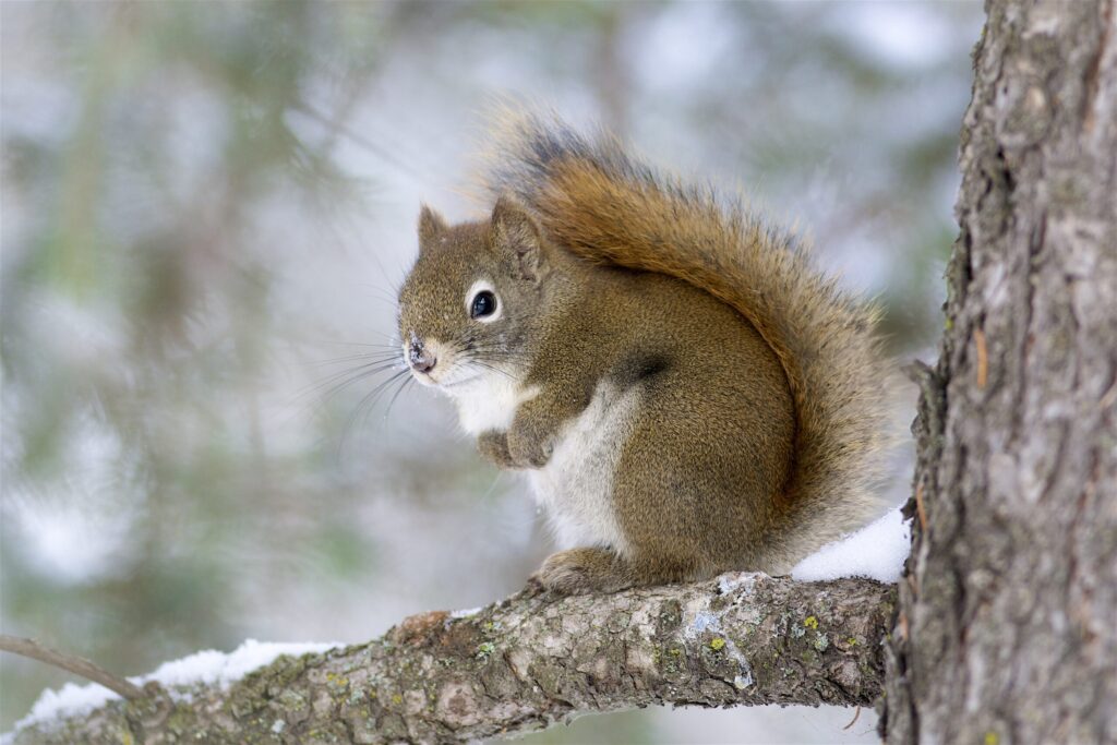 An American red squirrel (Tamiasciurus hudsonicus) in Calgary, Alberta. Most of today's tree-dwelling mammals, such as red squirrels, originated after the asteroid impact 66 million years ago, which devastated forests worldwide. A new study suggests that ground-dwelling and semi-arboreal mammals were better able to survive the event. Image credit: Daniel J. Field